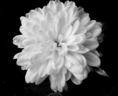 Black And White Photography of the white flower