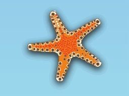 Starfish Sea Animal drawing