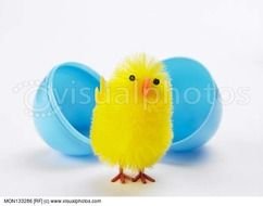 Easter Egg Chick Hatching Out Of