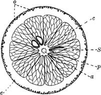 Black and white drawing of the cross section of orange