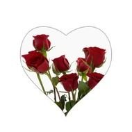 Long Stem Red Rose