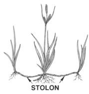 Plant Parts Diagram
