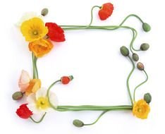 colorful flowers as a frame