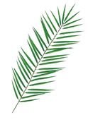 palm tree leaf, drawing