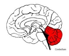 Brain Cerebellum