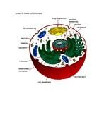 Animal Cell Structure drawing