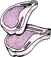 Pork Chop Cartoon Clip Art N3