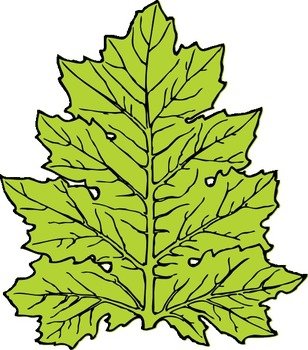 Leaf Clip Art N57