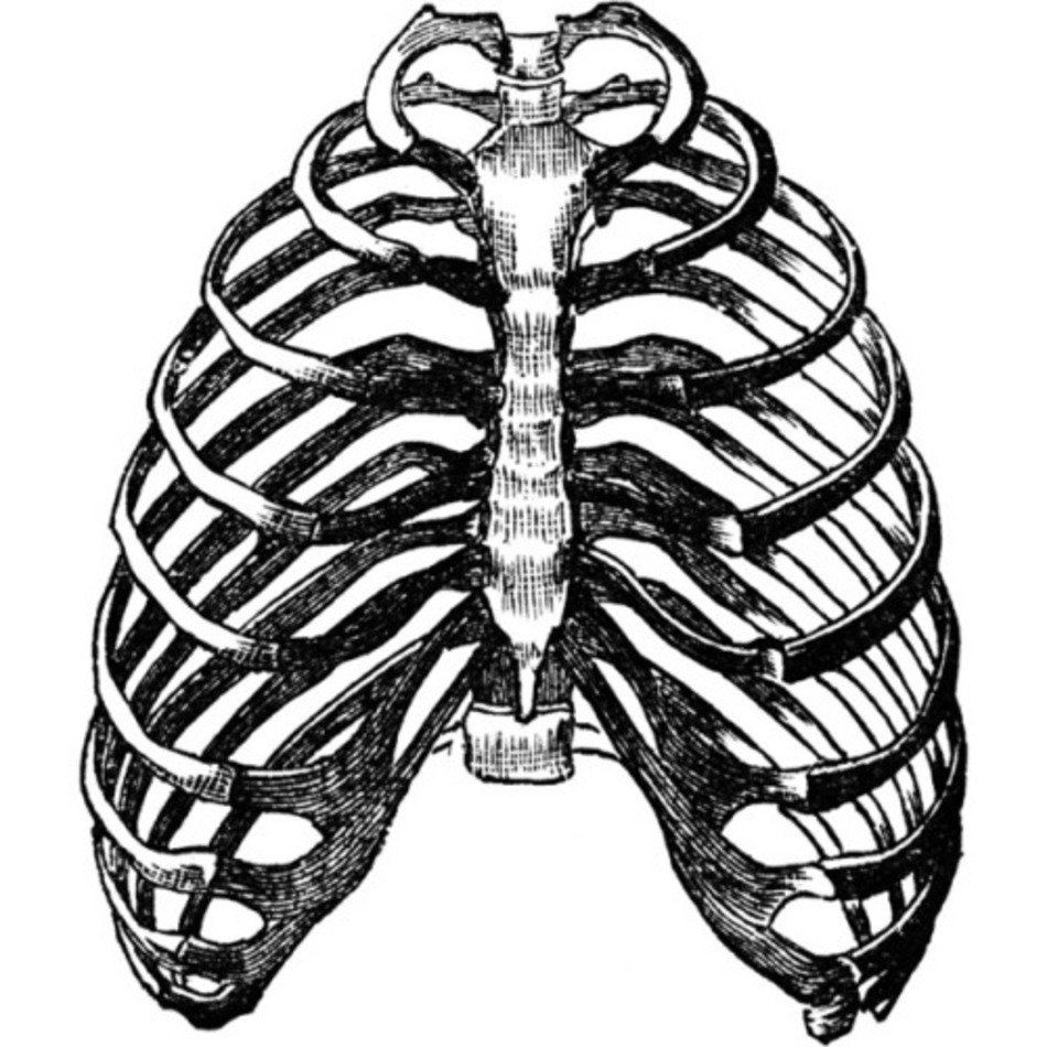 Chest Clipart Liked On Polyvore