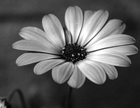 Black And White Flowers N3