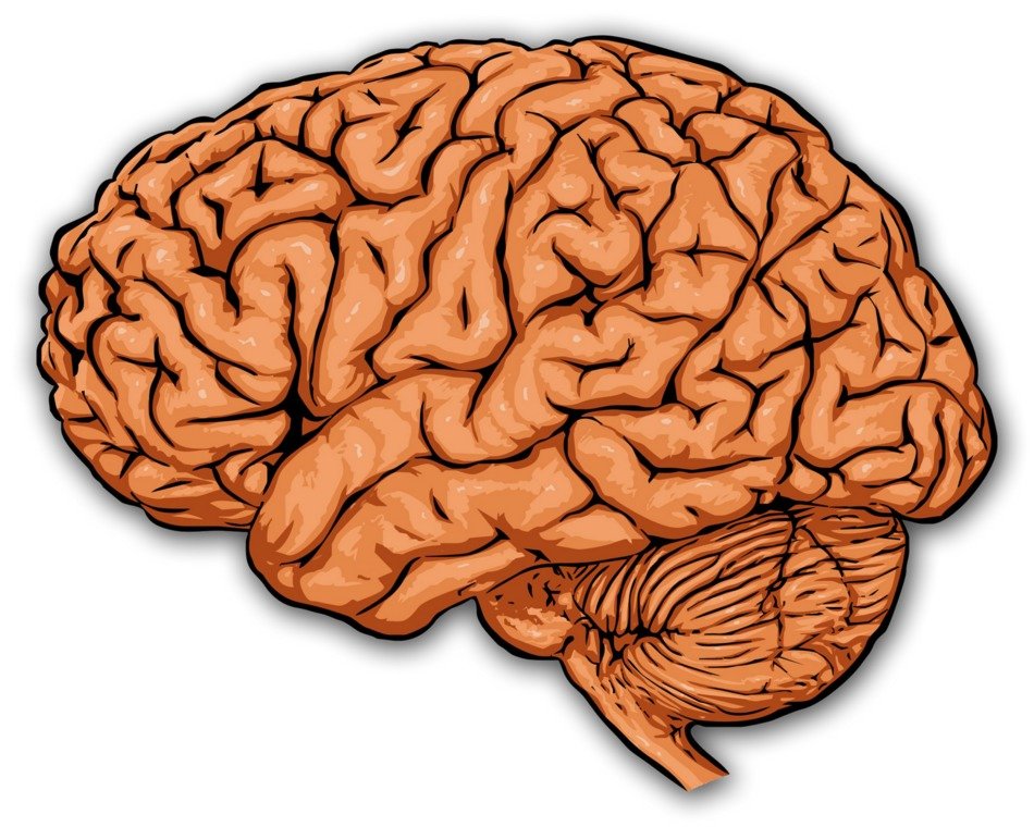 Brain Gray drawing