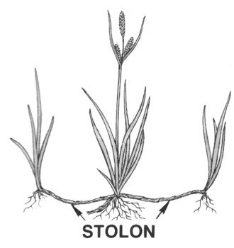 Plant Parts Diagram