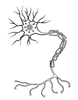 Neuron Diagram Unlabeled free image download