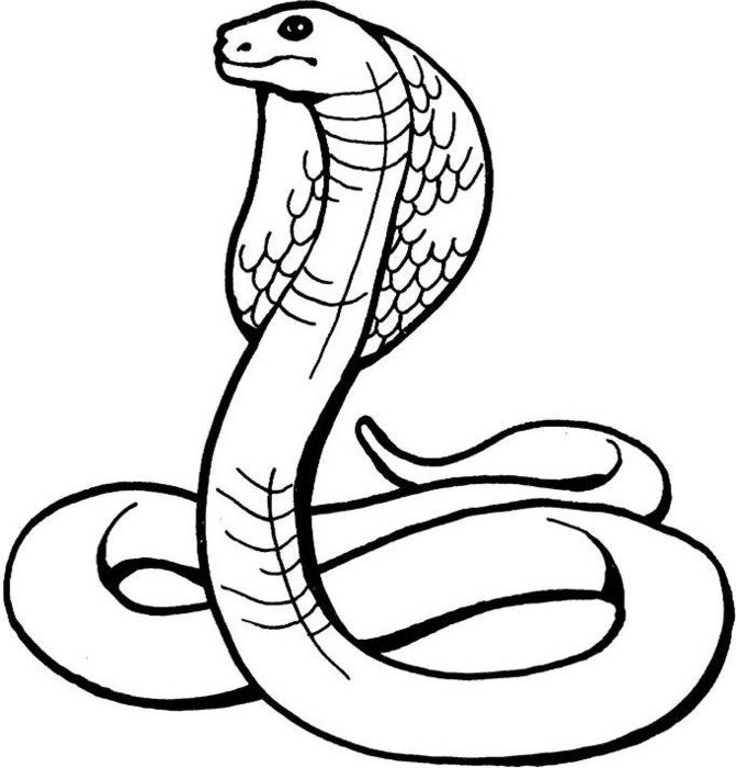 Snake Coloring Pages N5