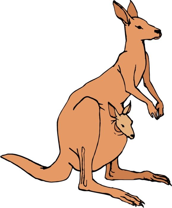 Kangaroo Clip Art N43