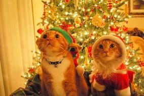 cats near the christmas tree as a picture for clipart