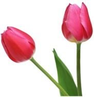 photo of two tulips on a white background