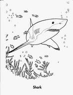coloring pages with a shark