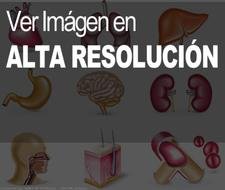 Organos Del Cuerpo Humano drawing
