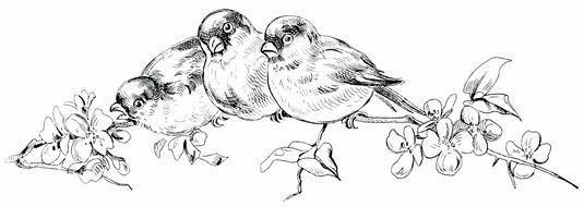 drawing of the black and white birds