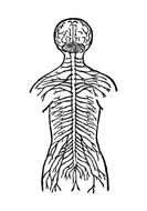 Human Nervous System N2