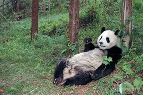 panda is resting in the bamboo forest