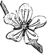 Almond Clip Art N4