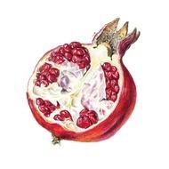 Pomegranate Clipart