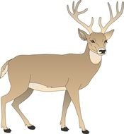 Cartoon Deer darwing