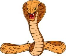 orange Cobra Snake drawing