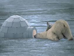 Polar Bear as a picture for clipart