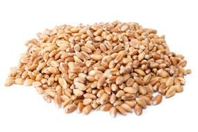 clipart of the Wheat Grain