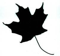 Maple Leaf Silhouette drawing