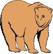 Bear brown Clip Art drawing