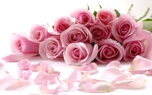 cute Pink Roses Flowers