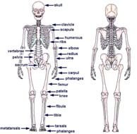 Human Body Skeleton Labeled