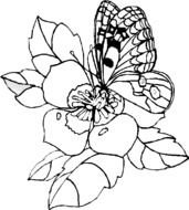 Butterfly And Flower Coloring Pages