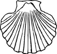 Shell Clip Art N10