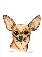 Chihuahua Cartoon drawing