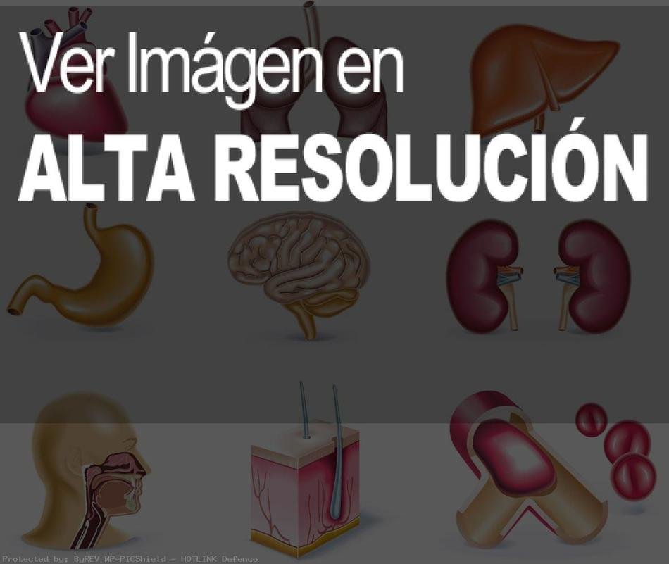 Organos Del Cuerpo Humano drawing