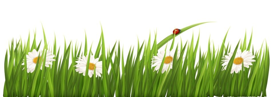 daisies in Grass and ladybug, border