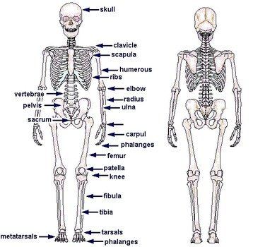 Human Body Skeleton Labeled