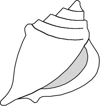 Sea Shell Clip Art N49