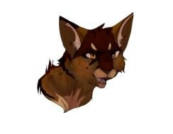 Warrior Cats face drawing