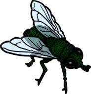 painted big green fly