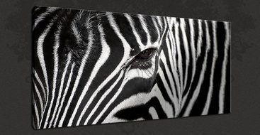Picture of Black And White Zebra Art