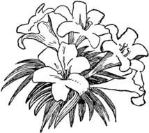 black and white picture of a bouquet of lilies