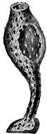 black and white image of a sea sponge