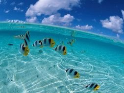 nice Tropical Fish drawing