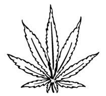 Drawing Pot Weed Leaf